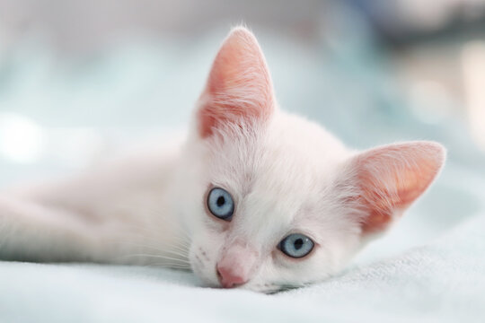 retrato de gatito blanco de ojos azules sobre manta azul mirando a c&aacute;mara