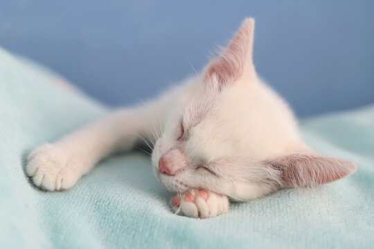 gatito blanco durmiendo 