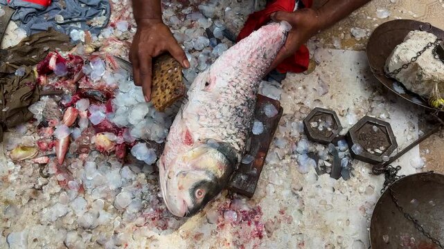 fresh carp fish cleaning by hand with scaling tool highlighting seafood processing and food industry