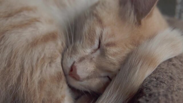 Closeup view of a sleeping domestic cat with eyes closed, curled comfortably in a resting position and showcasing peaceful pet behavior indoors.
