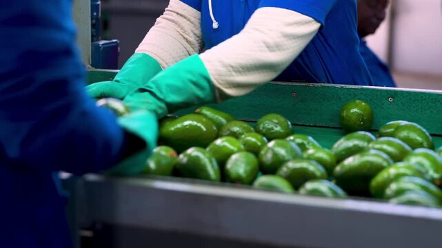 Hands of workers wearing protective gloves, sort and inspect avocados on a conveyor belt. Ideal for agricultural or industrial process content.