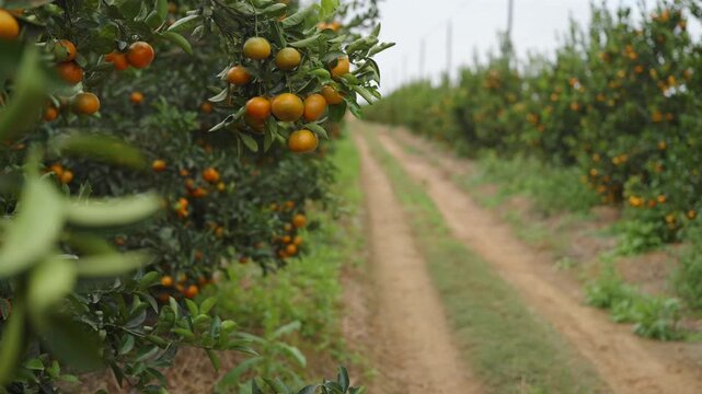 Orange citrus fruit hangs along a dirt farm track lined with trees during harvest season on a commercial citrus farm.