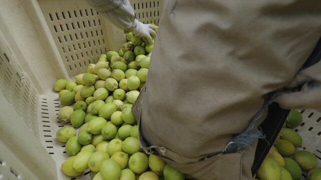 Worker empties a picking sling and spreads mixed green and yellow lemon fruit across the bottom of a deep ventilated crate.