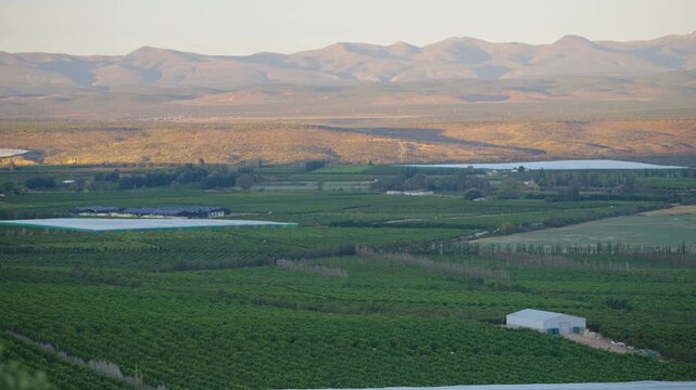 Rows of citrus orchards stretch toward a packing shed, bard and distant mountains under calm late day light.