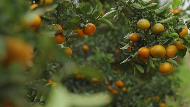 Clusters of ripe orange citrus hang from dense tree branches with soft background blur along a commercial tree row.