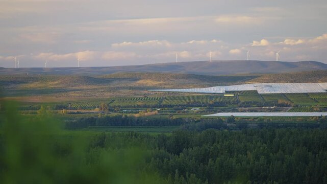 Wide telephoto view of a citrus farm bordered by wind turbines on distant hills under soft evening light.