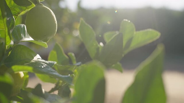 Green lemons and glossy leaves catch bright afternoon sun with drifting dust motes on a working citrus farm.