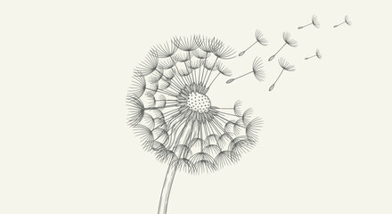 Dandelion Flower Seed Head Blowing Away. © nanas