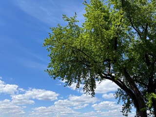 Fototapeta premium Green tree and blue sky with white fluffy clouds.