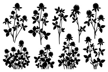 Fototapeta premium Silhouette of clover flowers and leaves in various arrangements.