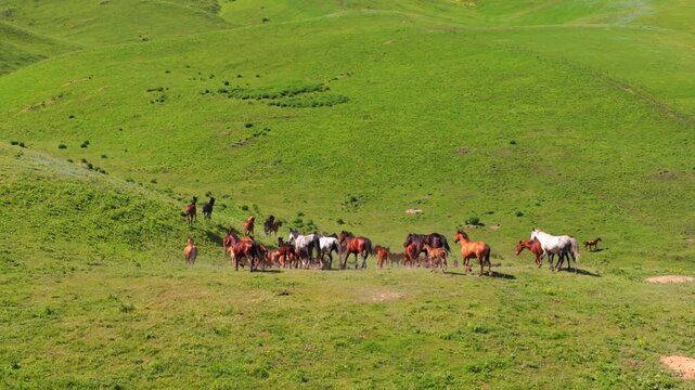 Aerial Shot of Heavenly Horse Herds on Zhaosu Grassland, Xinjiang Akhal-Teke Horses Pasture Scenery,Rolling Green Hills Pasture with Gallant Horses, Original Xinjiang Grassland Livestock Grazing View