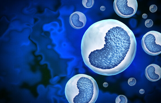 Human monocyte cell as a circulating innate immune cell responsible for pathogen recognition phagocytosis antigen presentation and immune system regulation as immunology science.