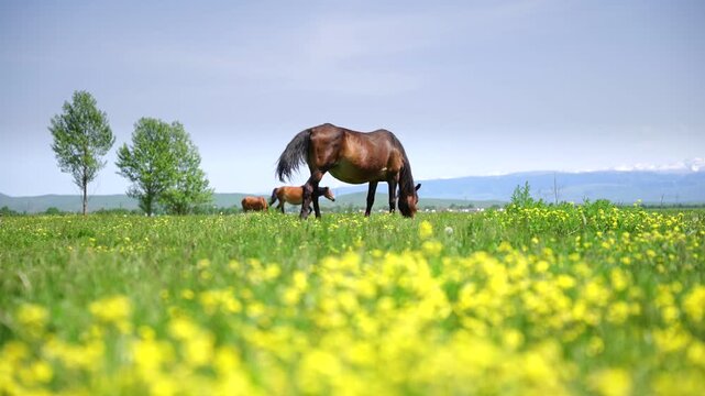 Vast Green Prairie Free Roaming Steeds, Relaxed Heavenly Horse Herds Under Tianshan Snow Peaks Xinjiang Pasture View
