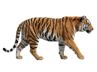 Fototapeta premium --------Majestic wild tiger standing in a powerful side profile stance showing detailed orange fur with black stripes and sharp claws captured in high resolution digital art style on transparent backg