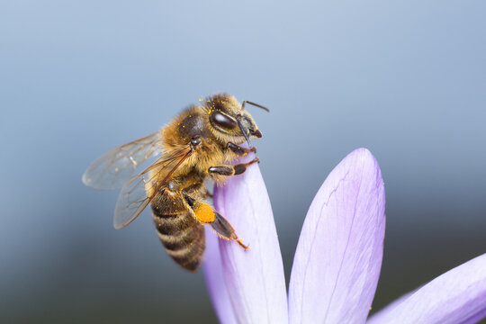 Isolated close-up of a honey bee climbing on a petal and presenting its pollen basket (Corbicula) | Apis mellifera