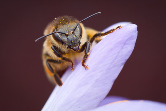 Isolated close-up portrait of a hard-working honey bee, full of pollen, perching on a petal and looking at you | Apis mellifera
