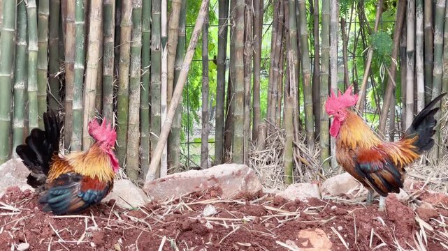 rooster in nature, two red junglefowl preening in the morning, chicken and bamboo trees