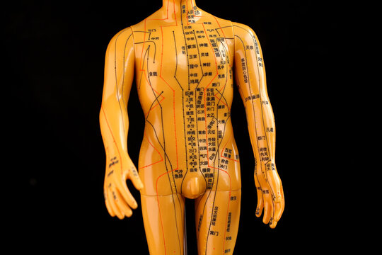 Traditional Chinese Medicine Acupuncture Model with Meridian Points and Ancient Healing Pressure Points