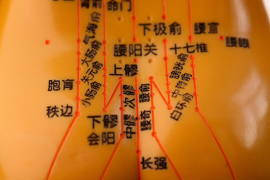 Chinese Acupuncture Meridian Chart with Pressure Points on Body Model for Traditional Medicine