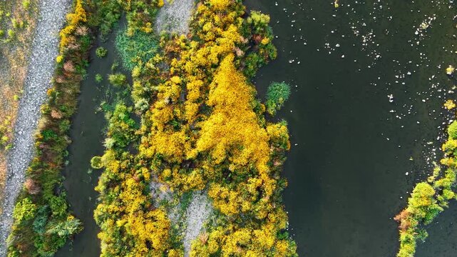 河原に咲くハルシャギク