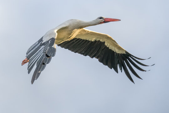Flying stork close up, spread wings, light blue sky in background