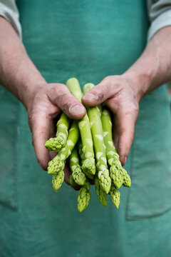 Man holding bundle of green organic asparagus in hands