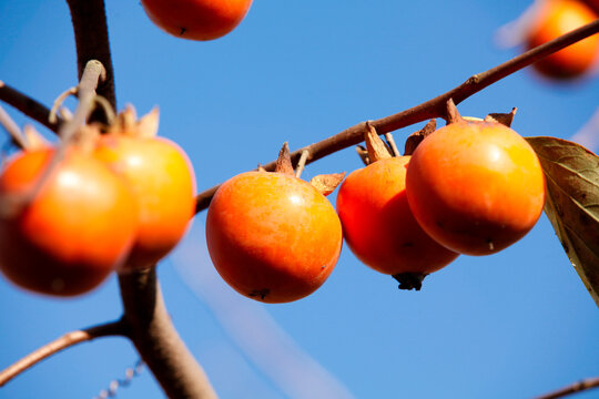 Ripe Persimmons Hanging on Tree Branch Against Blue Sky - Autumn Harvest in Tranquil Orchard