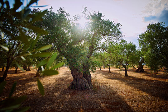 Italy, Apulia, Olive trees in back light
