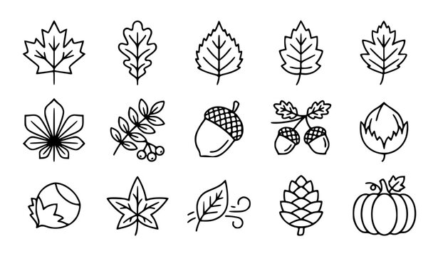 Autumn leaves and acorns vector icon set with simple bold line art classic maple leaf oak branch chestnut acorn cluster and fall seasonal foliage clip art black and white