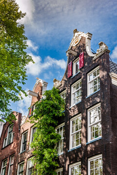 Traditional brick houses with a tree in Amsterdam