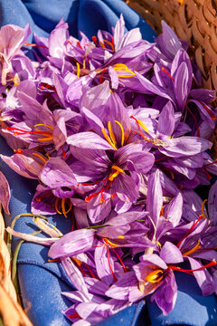Closeup of fresh purple saffron crocus blossoms in a basket in Mund