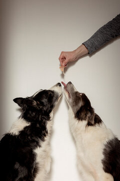 Person feeding treat to border collies indoors