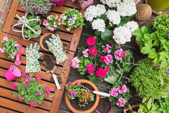 Herbs and pink summer flowers cultivated on balcony
