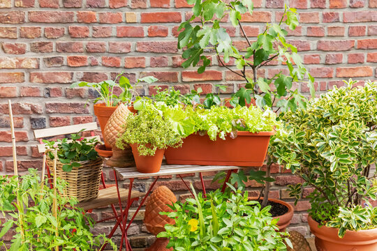Potted vegetables and herbs growing on an urban balcony garden