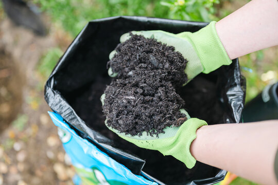 Hands in gardening gloves holding fertile compost soil outdoors