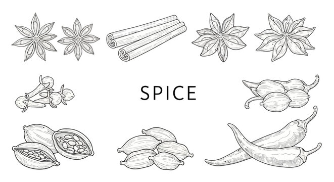 A variety of spice illustrations.