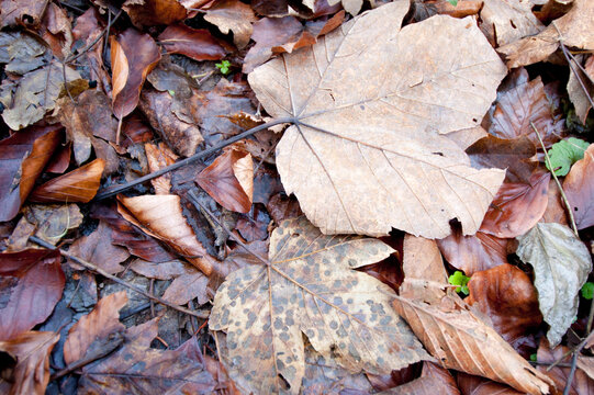 Texture of decaying leaves on forest floor, Muggendorf, Austria
