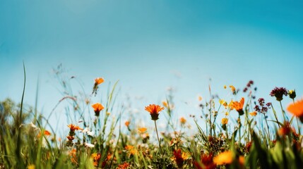 Obraz premium Bright flowers grow in a field under a clear blue sky during springtime