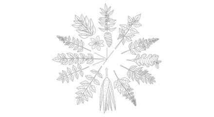 Fototapeta premium A collection of various leaf types.