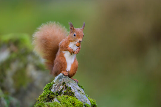 Portrait of Eurasian Red Squirrel (Sciurus vulgaris) feeding on top of rock