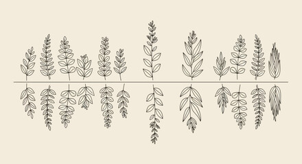 A collection of various fern illustrations. © Malikmagak