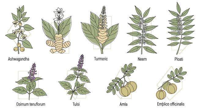 Herbal plants and flowers collection.