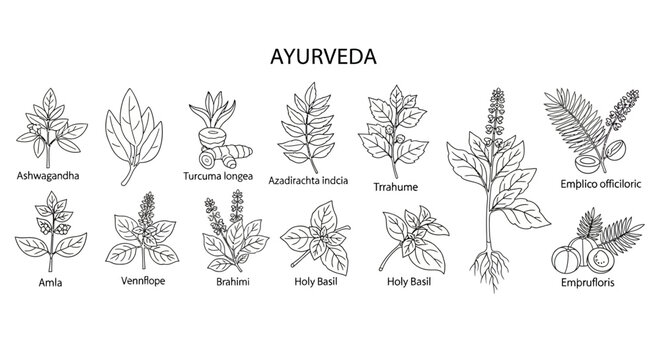 Ayurvedic herbs and plants illustrations.