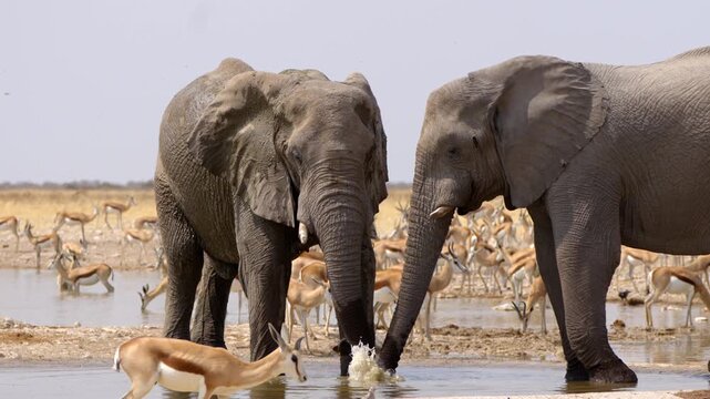 Two African elephants cooling down and drinking from a waterhole, Etosha National Park, Namibia. 