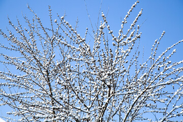 Obraz premium Snow Covered Tree Branches Against Blue Sky in Winter Countryside Landscape