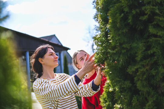Family gardening and pruning a hedge in the backyard during spring