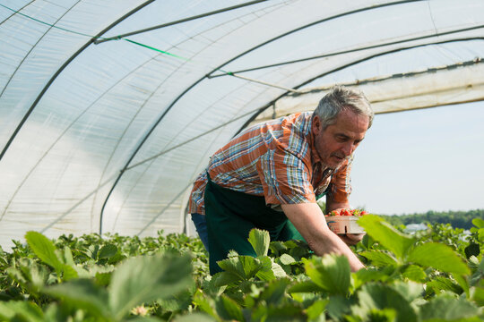 Germany, Hesse, Lampertheim, senior farmer harvesting strawberries in greenhouse