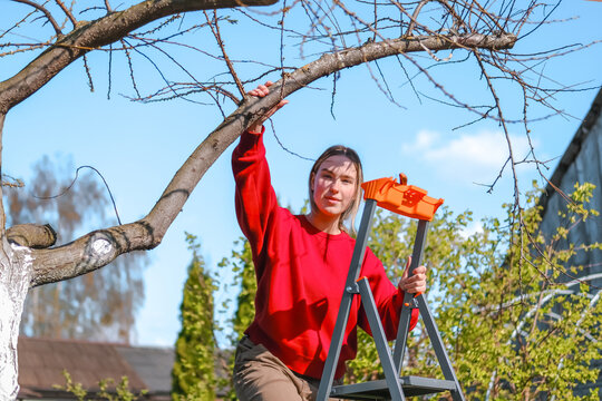 Gardener standing on a stepladder pruning a bare fruit tree