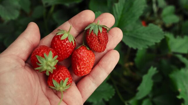 Summer vibes. Picking strawberries. Hand holding a pile of ripe fresh strawberries