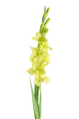 Fototapeta premium Beautiful yellow gladiolus flower on white background